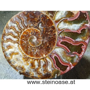 Ammonite Nr.5 - rechts